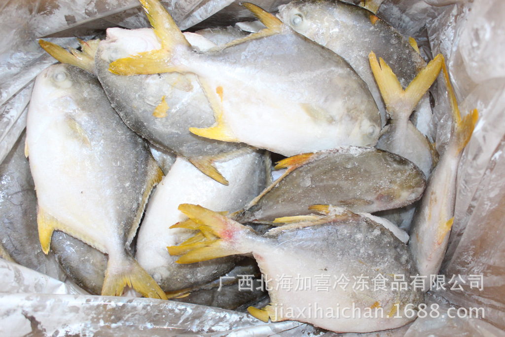 厂家批发供应 北海冷冻金鲳鱼 冷冻粗加工海鲜 水产品 单冻金鲳鱼