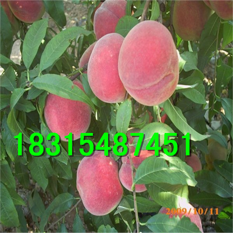 中华寿桃苗_哪里有卖桃子苗 嫁接中华寿桃苗 