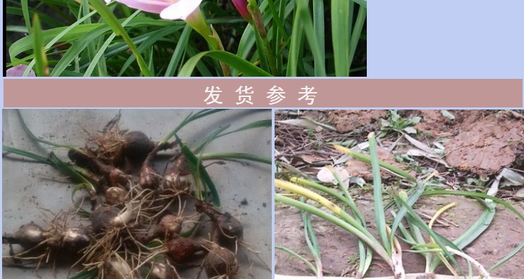 批发家居绿化韭兰葱兰风雨兰球根植物葱兰花种球旭畅园林