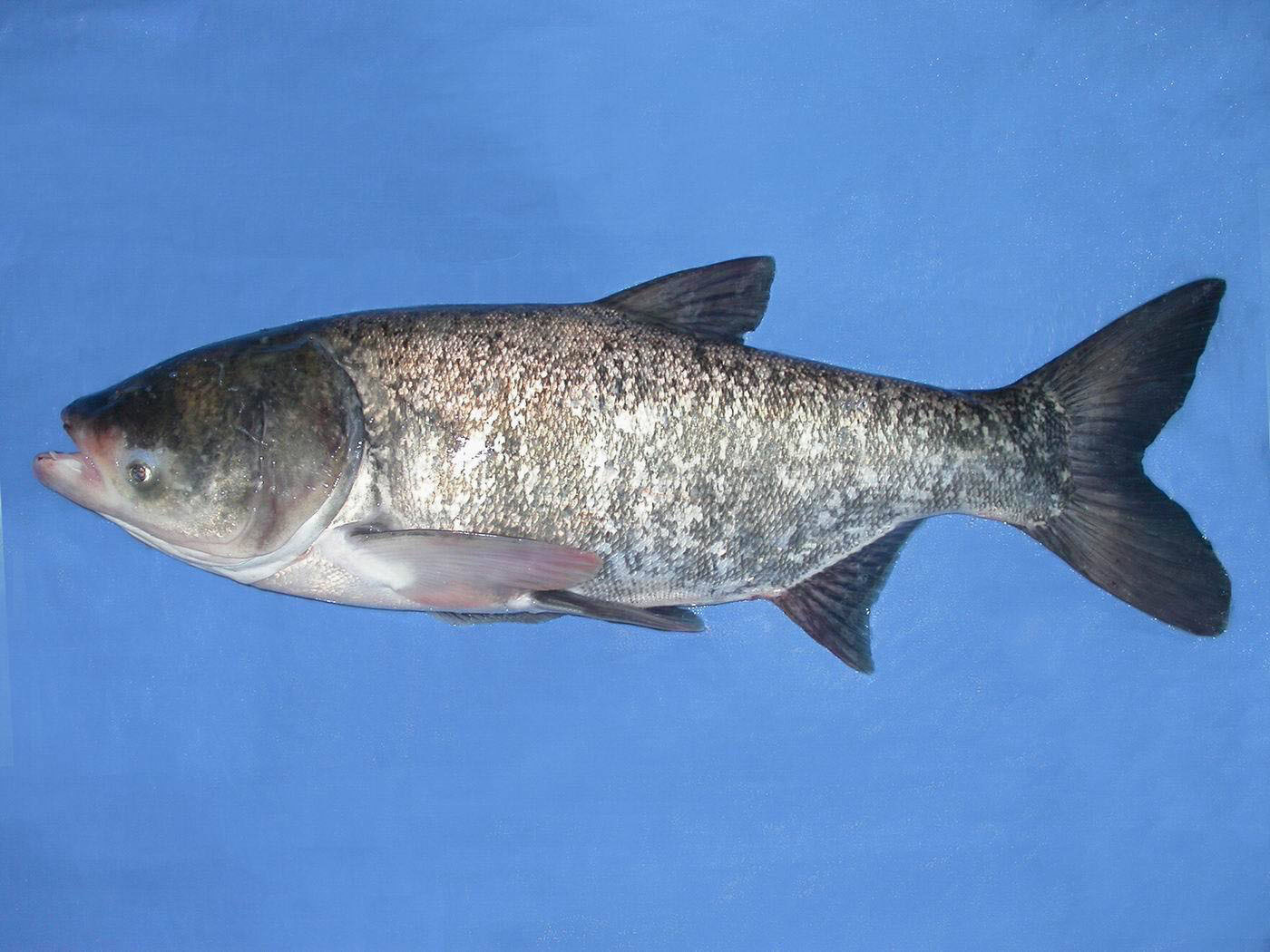 鲢鱼新鲜鱼类生态水产养殖厂家