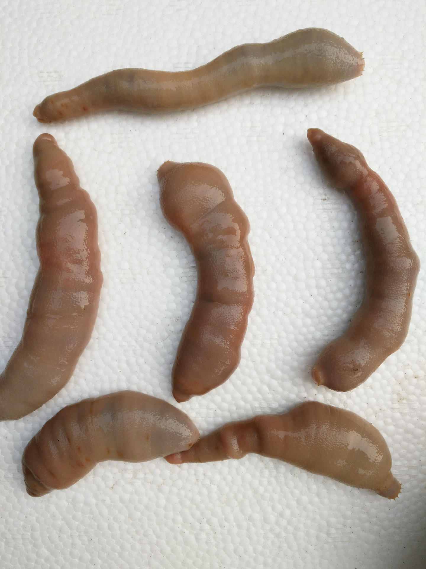 批发供应优质活海肠/鲜活海鲜/海产品/水产品