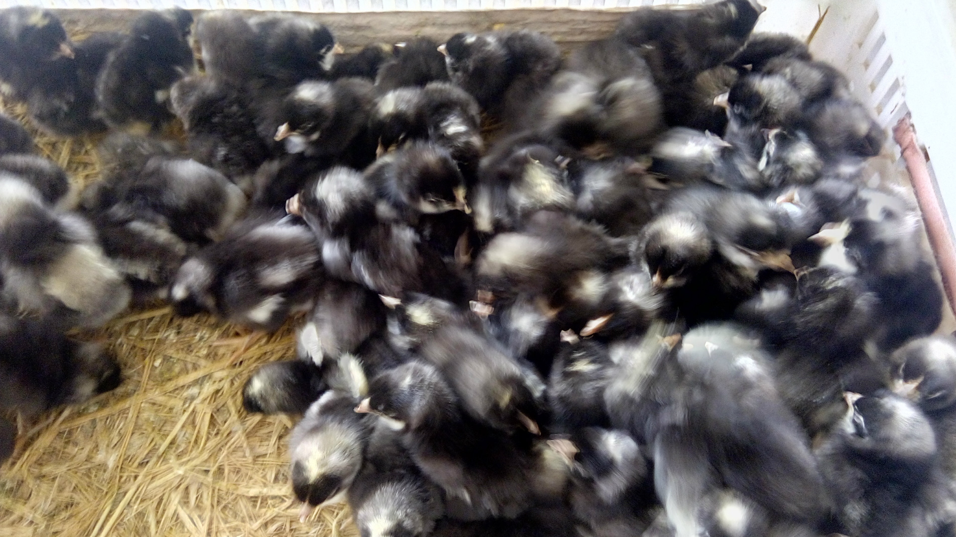 汶上纯种芦花鸡苗 大芦花鸡 小芦花鸡苗 菜花鸡苗 黑白芦花鸡种蛋