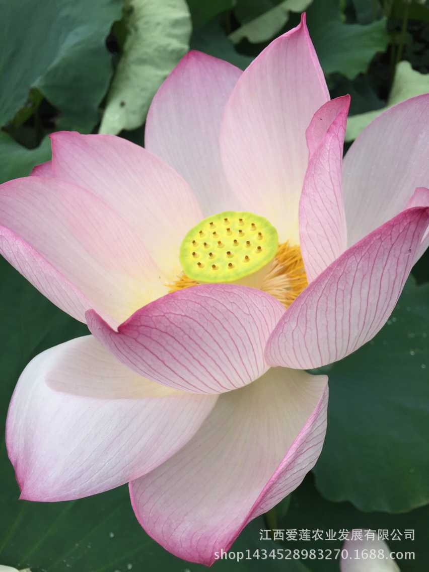 产地大量批发莲蓬草莲/2016新莲子