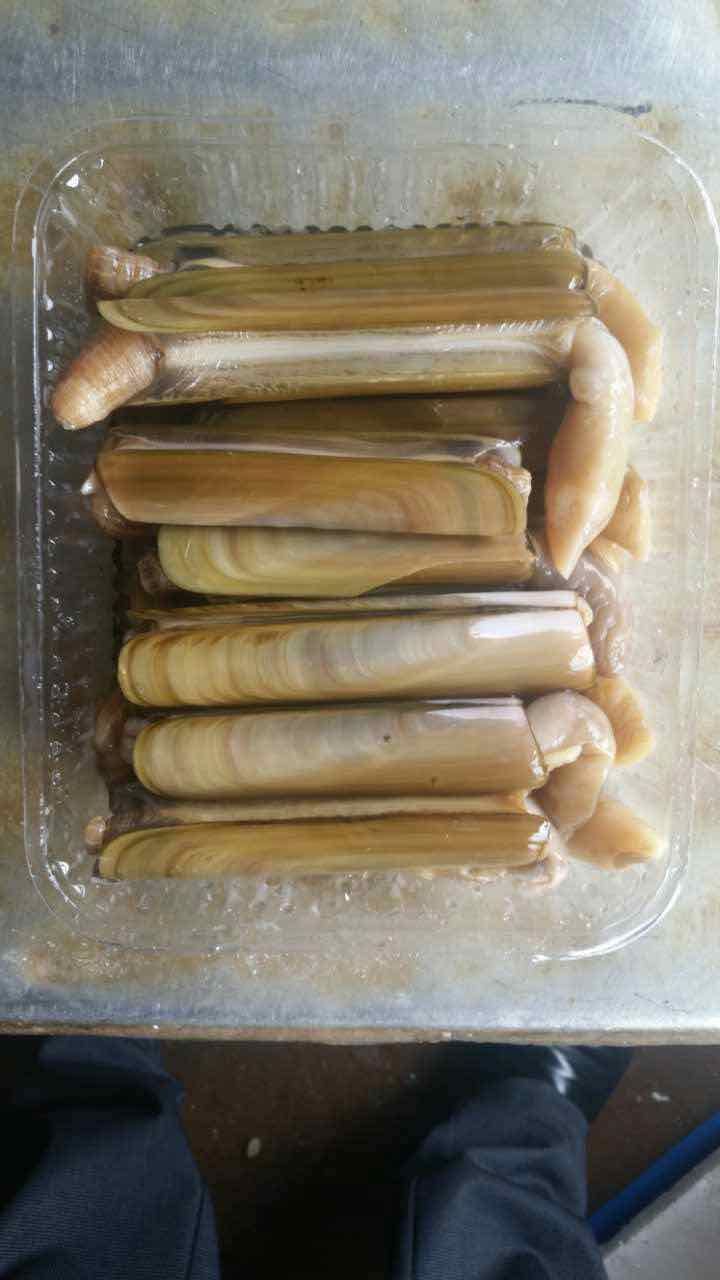 海鲜冻蛏子 螠蛏鲜活海鲜 双头蛏子海蛏刀蛏 厂家直售 大量批发