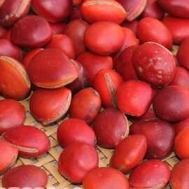 红木鱼果菩提籽 原料 红木鱼 木鱼果 血菩提  批发