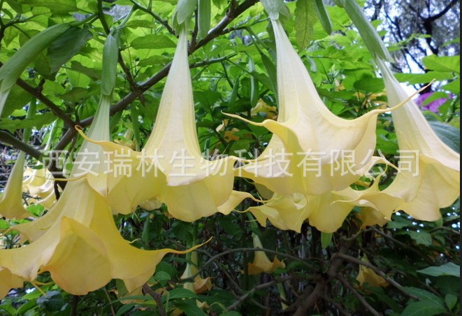 风茄花提取物 醉仙桃提取物 10:1萃取风茄花粉 瑞林植提现货销售