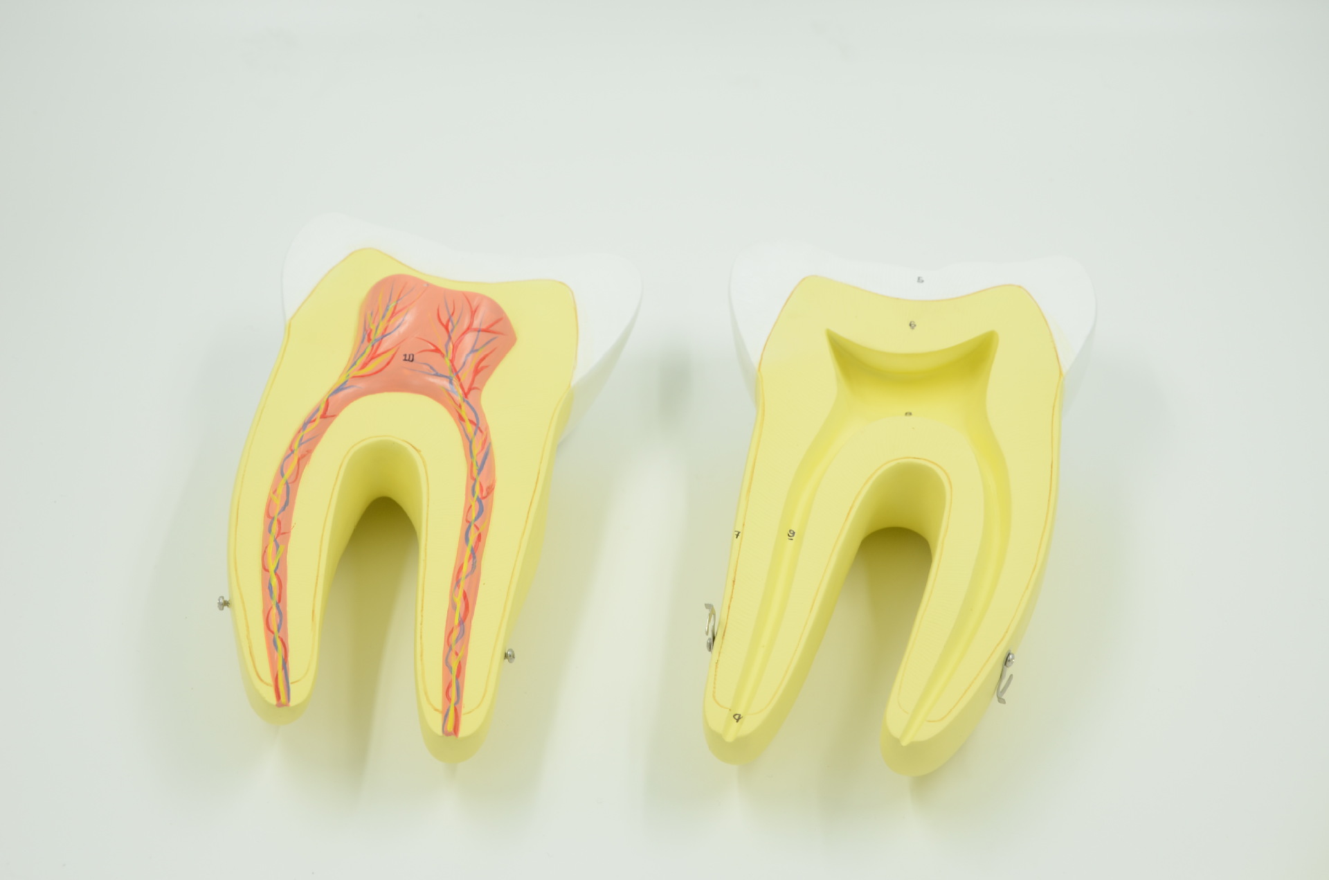 成人正常牙齿解剖模型 医学教学模型 厂家直销 全国包邮