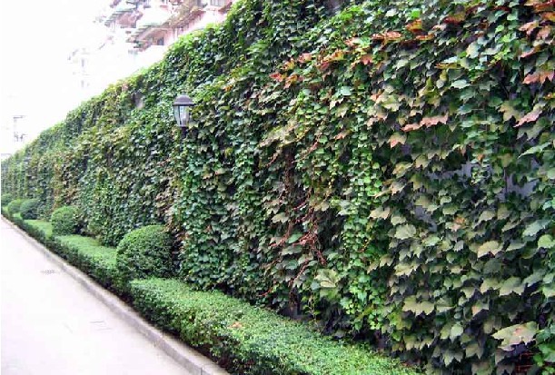 攀援植物 美国地锦 五叶地锦 爬山虎 耐寒耐干爬藤植物 爬山虎