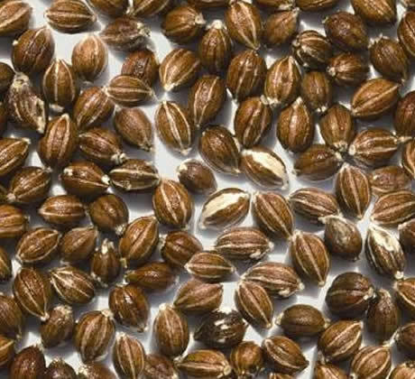 翅果油 超临界co2 萃取保健食品化妆品原料 具备企标sc生产许可