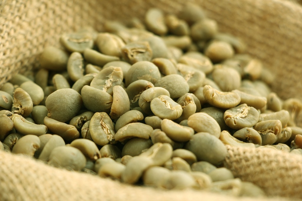 正宗印度尼西亚苏门答腊黄金曼特宁生豆 1