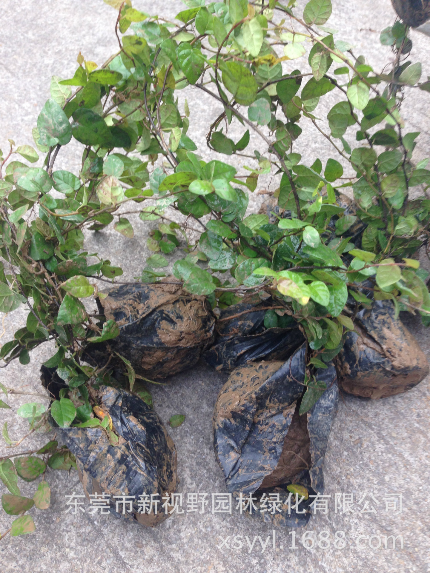 批发供应薜荔凉粉子木莲凉粉果5斤袋袋苗