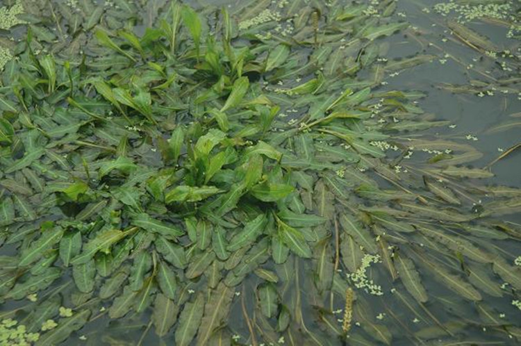 批发水生植物 眼子菜 沉水植物