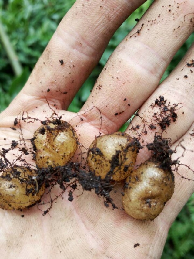 石黄皮,野生肾蕨,鲜石黄皮,肾蕨,野生石黄皮,新鲜肾蕨,广西石黄皮