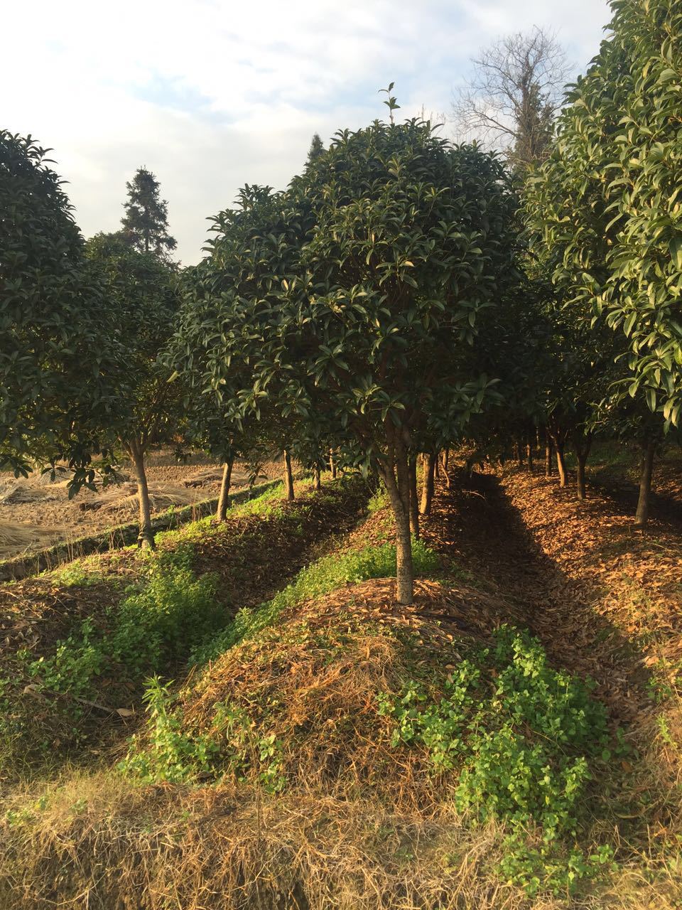 (小法苗木)农户直销桂花树树苗 绿化八月桂花树工程桂花树