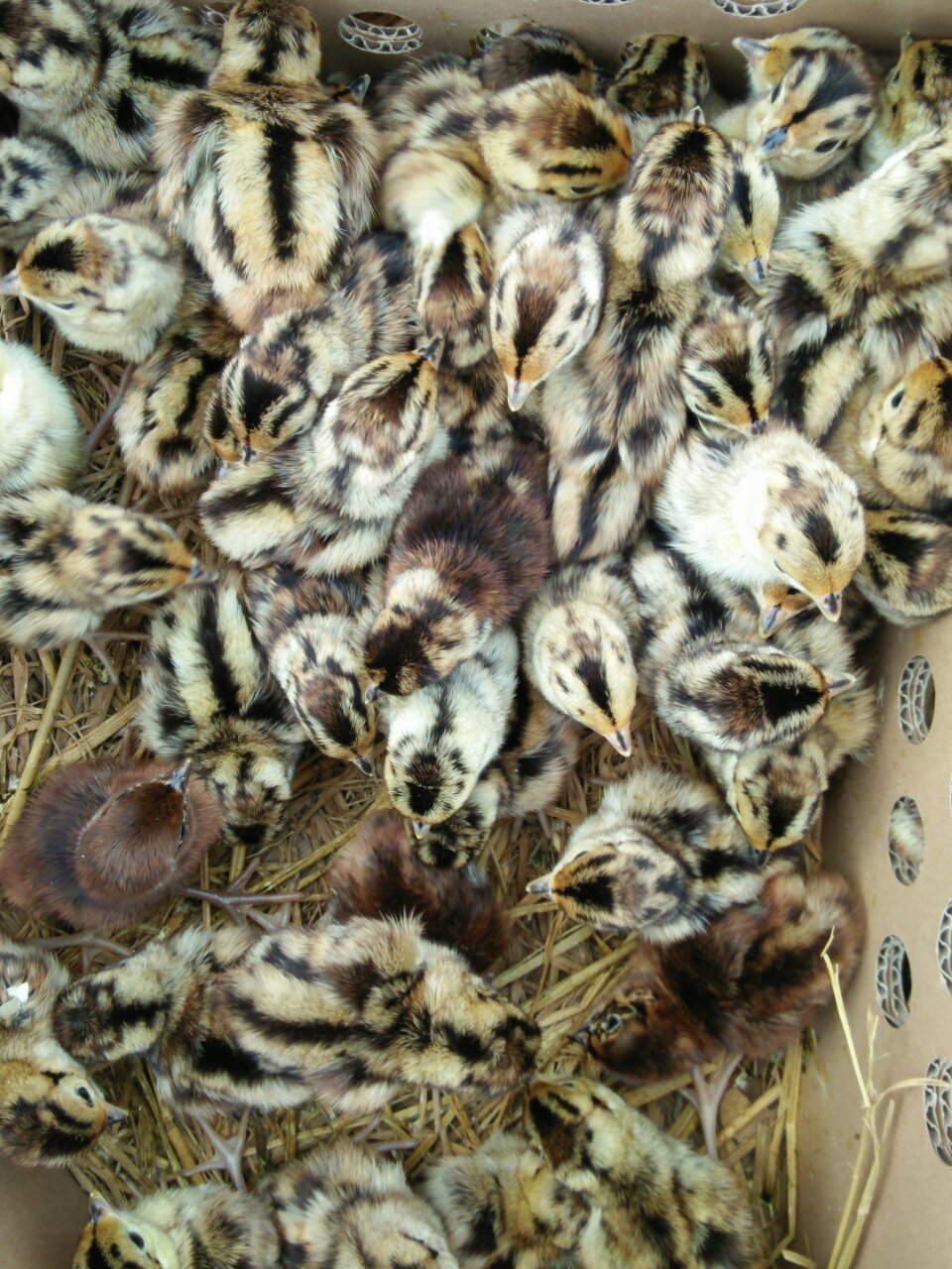 野山鸡苗,七彩山鸡苗 绿色养殖