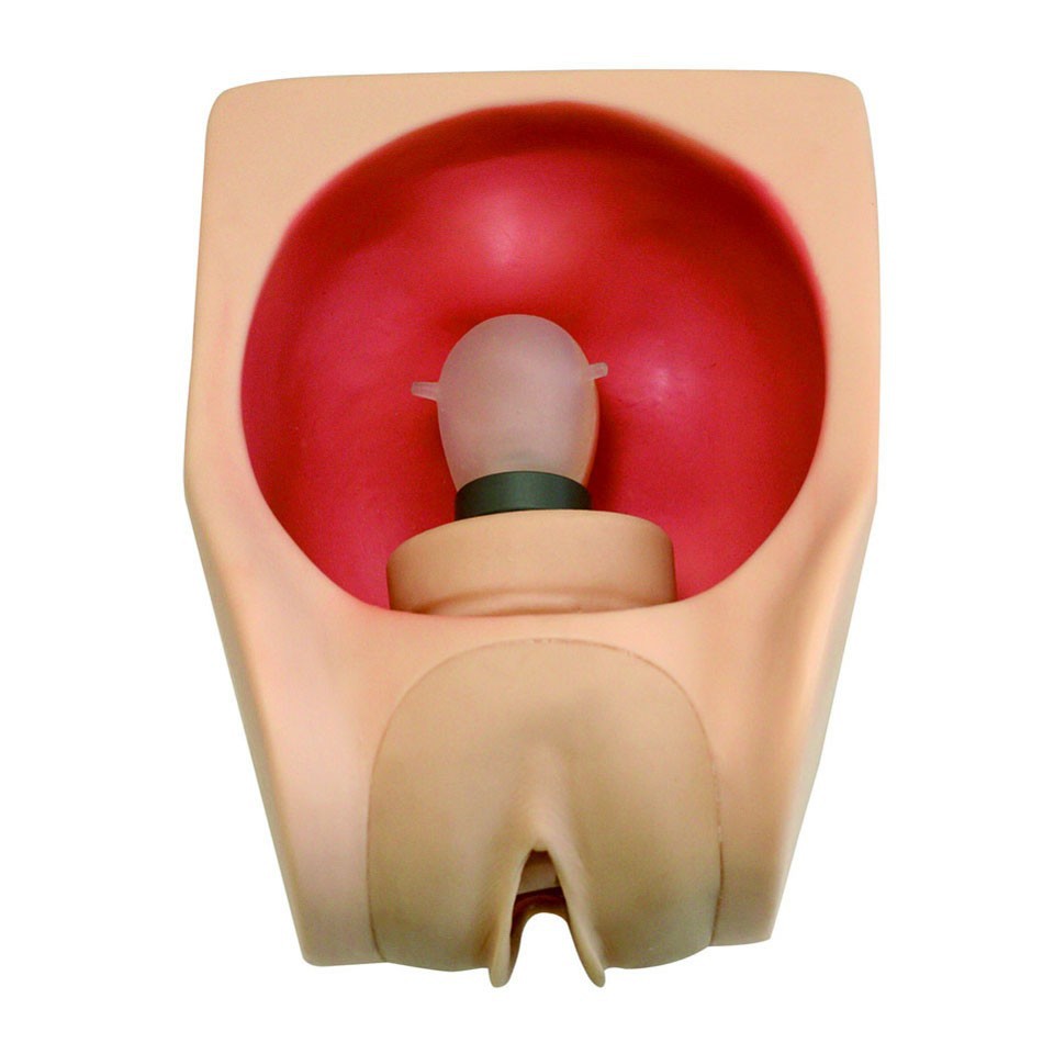 高级女性避孕练习模型,医学模型,计划生育