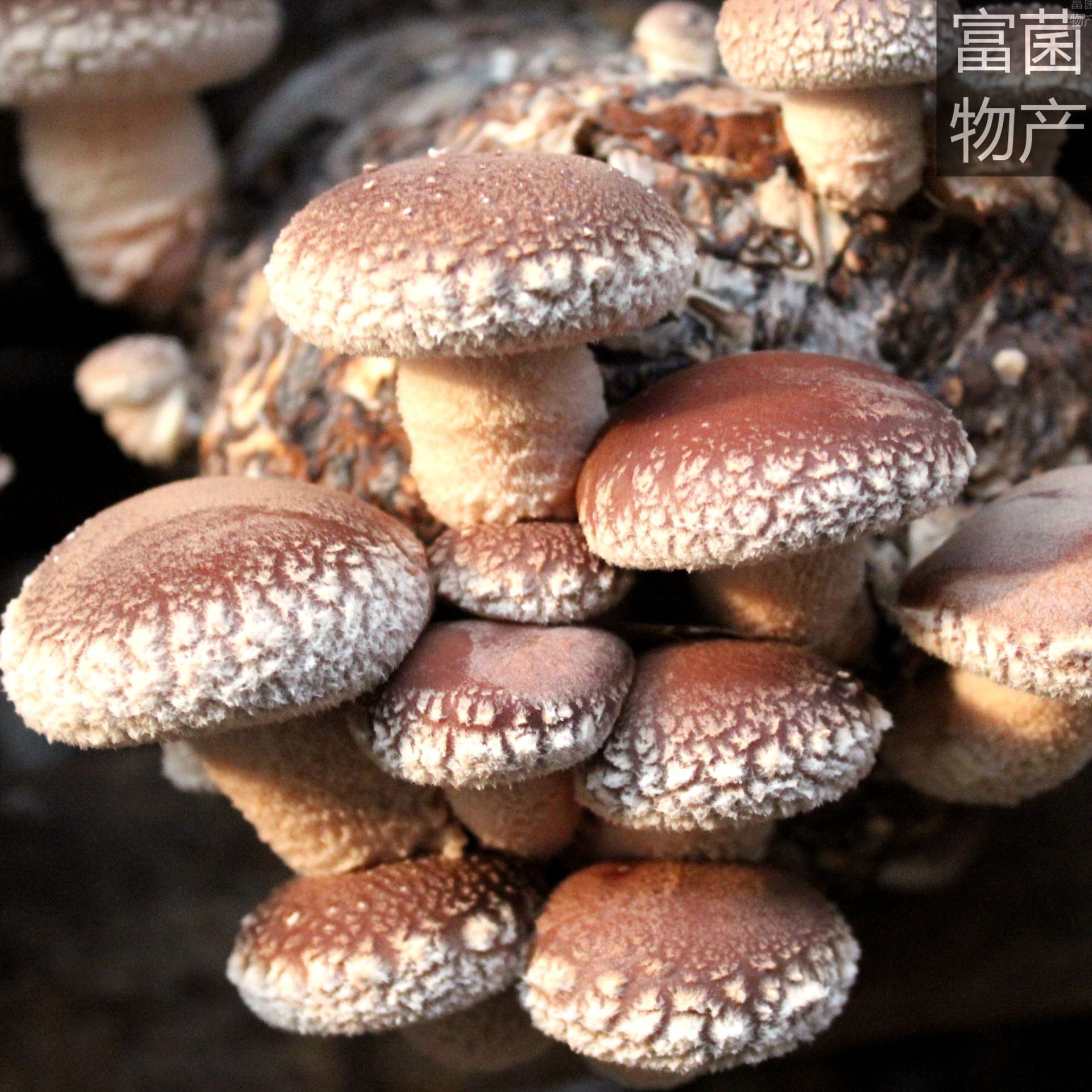 龙泉提供优质高产花菇香菇菌棒逛蘑菇蕈街