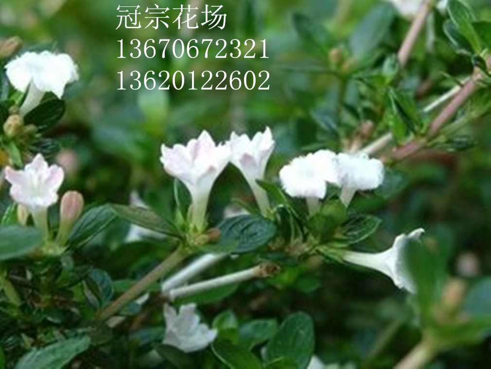 花场自产自销六月雪
