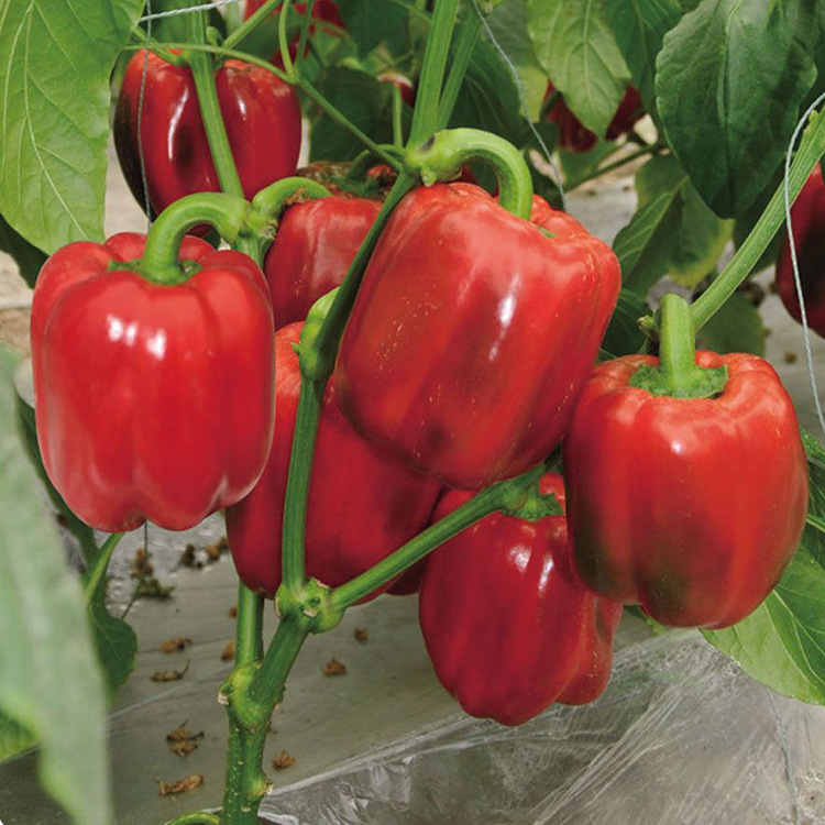 进口五彩甜椒种子 红彩椒菜椒 辣椒 方椒 红威尔甜椒种籽蔬菜种子