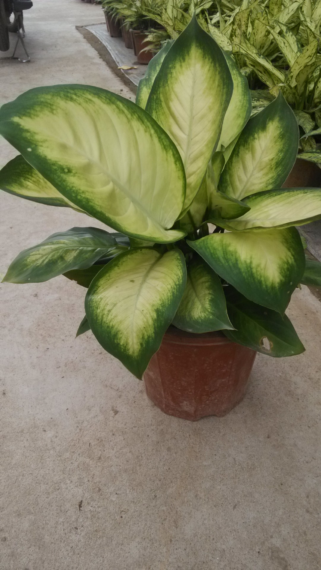 玛丽安花叶万年青银斑万年青吸收甲醛绿化植物