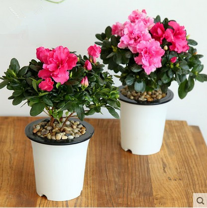西洋比利时杜鹃映山红盆栽花卉室内带花绿植鲜花植物花苗批发