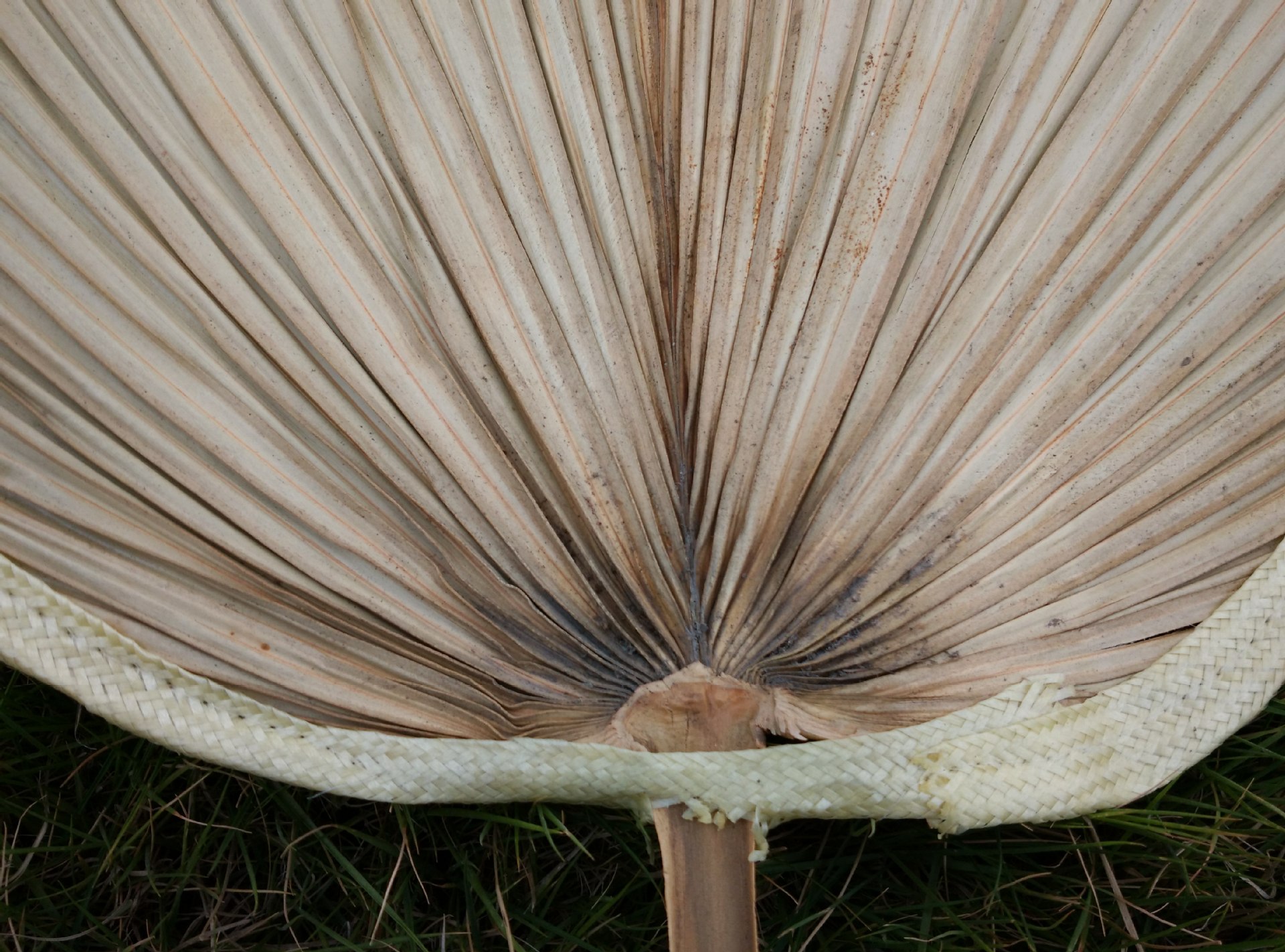 厂家直批芭蕉蒲扇大号环保扇原生态手工芭蕉叶葵扇纳凉扇子