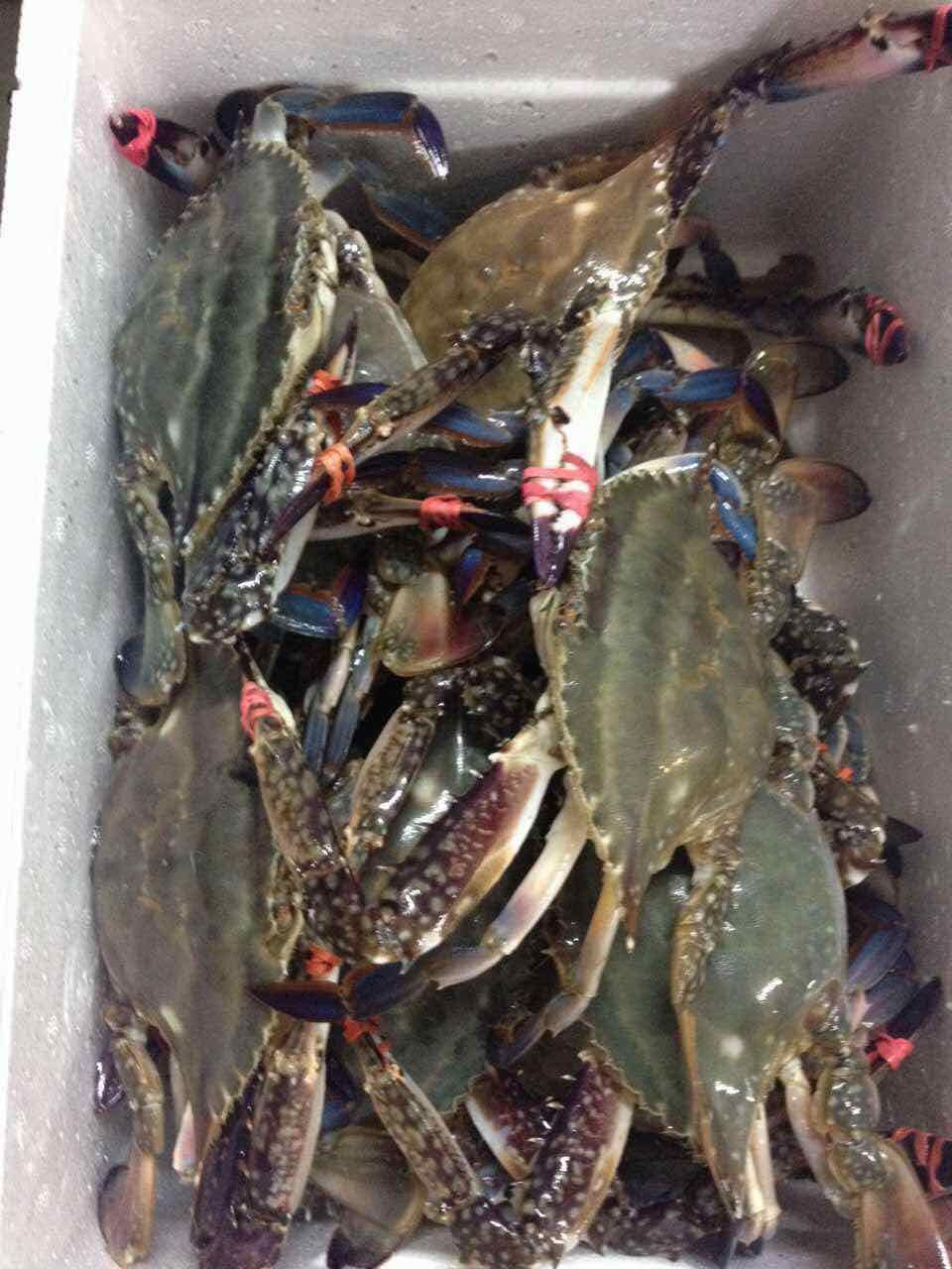 东港特产鲜活梭子蟹 大飞蟹 公母均有 海鲜海产品 产地销售批发