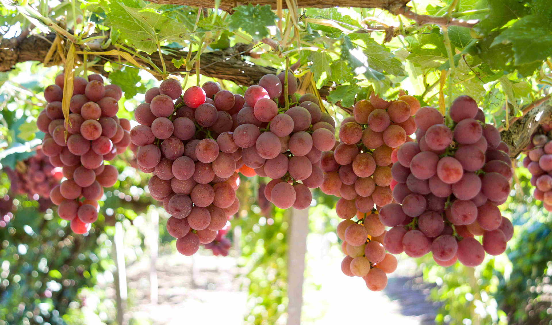 基地直发 葡萄 有籽 新鲜 脆甜可口葡萄大量批发