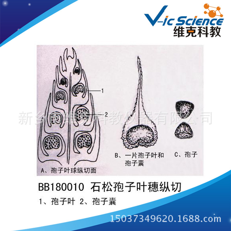 卷柏孢子叶穗纵切图图片