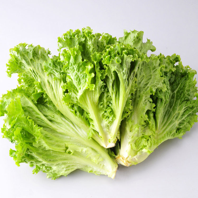 进口生菜种子四季种沙拉生吃蘸酱美国大速生生菜种籽春秋蔬菜种籽