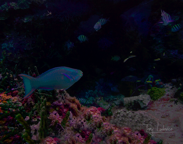 el冷光片 广告牌 广告灯箱 冷光驱动电源可来图定制