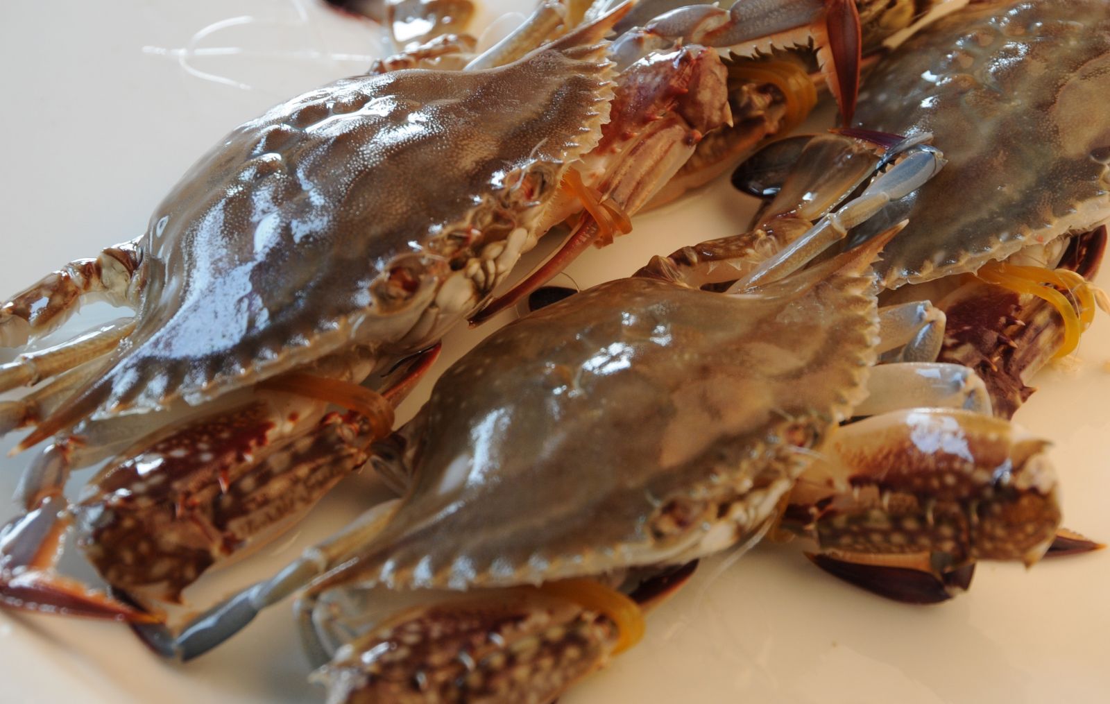 鲜活梭子蟹 舟山梭子蟹 海鲜批发 白蟹 品质保证 衡丰水产