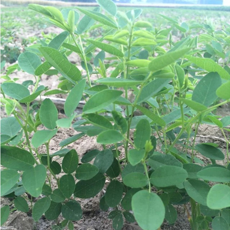 供应中药材种苗一年生苦参种苗批发供应中药材种子