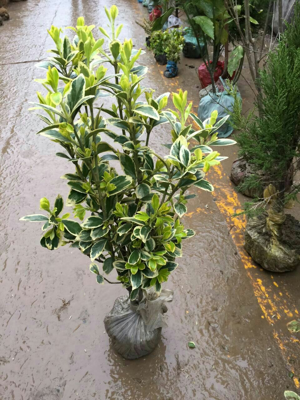 金边黄杨(金边黄杨的养殖方法和注意事项)