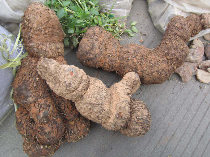 wolf的干燥菌核【别称】云苓,松苓,茯灵,玉灵,万灵桂,茯菟