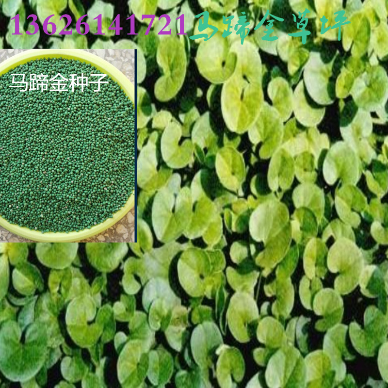 批发马蹄金种子马蹄金铜钱草亚热带草坪精品