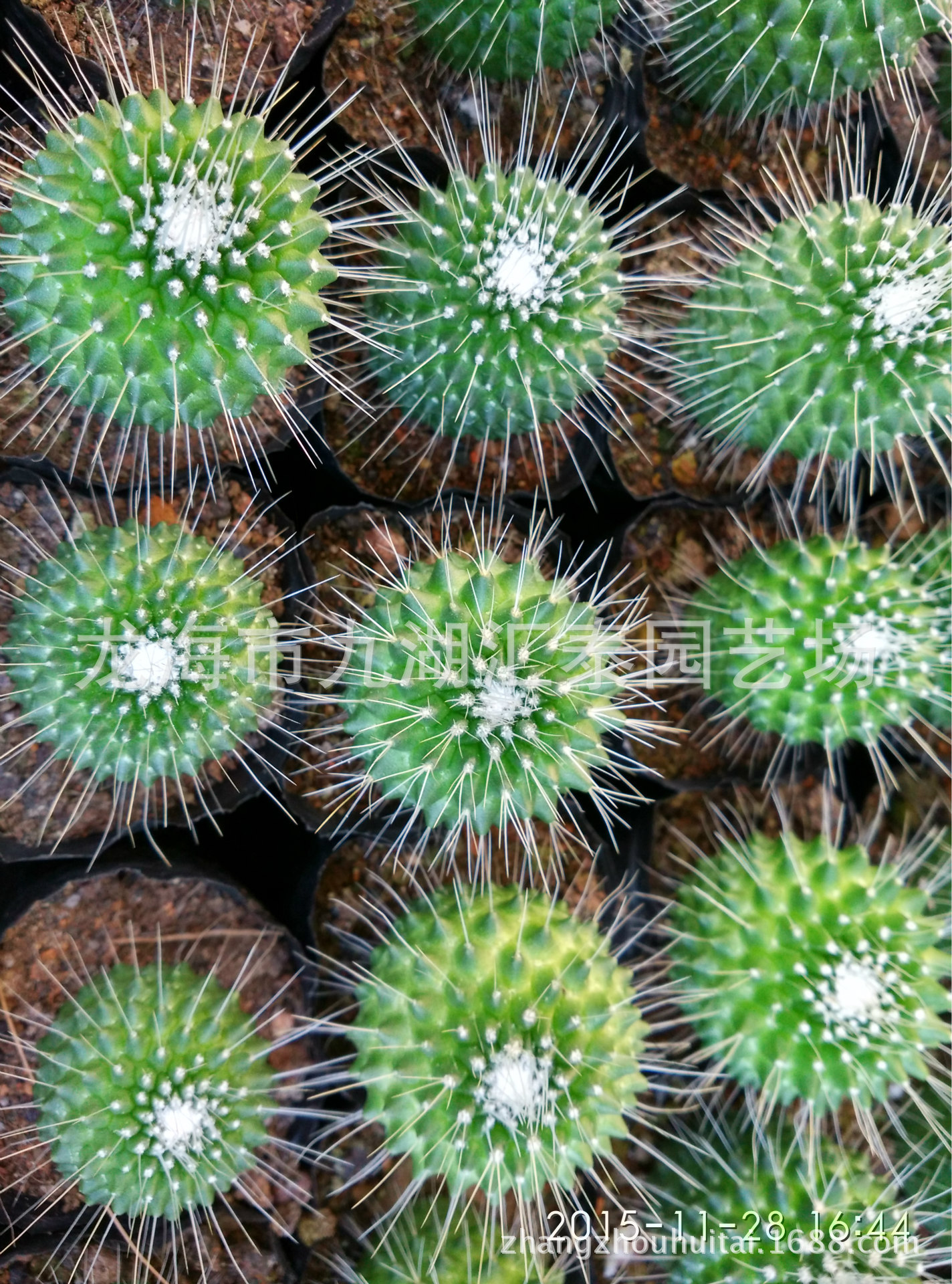 汇泰园艺漳州仙人球多肉植物基地实生球白珠特惠直径3cm起