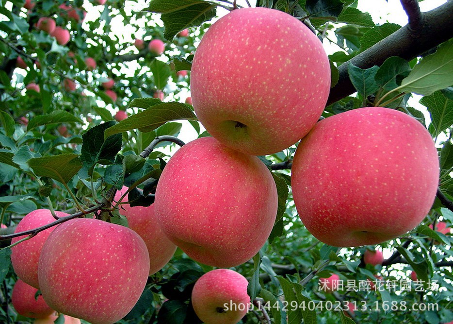 树苗嫁接苗红富士_红肉苹果苗苹果树苗嫁接苗