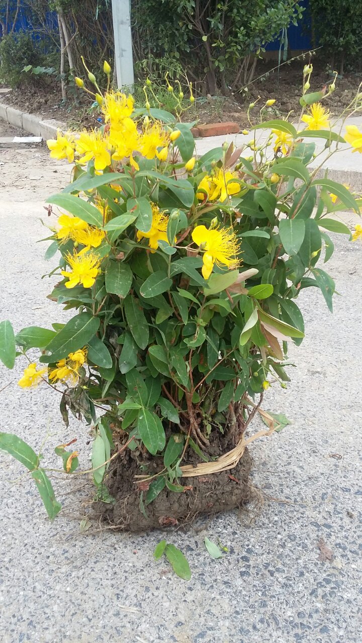 基地销售金丝梅 金丝桃 绿化苗 工程用苗 彩色植物 量大优惠