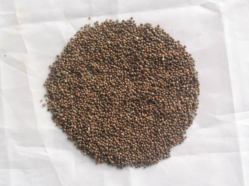 供应中药材 小苏子 紫苏子 炒苏子 量大从优