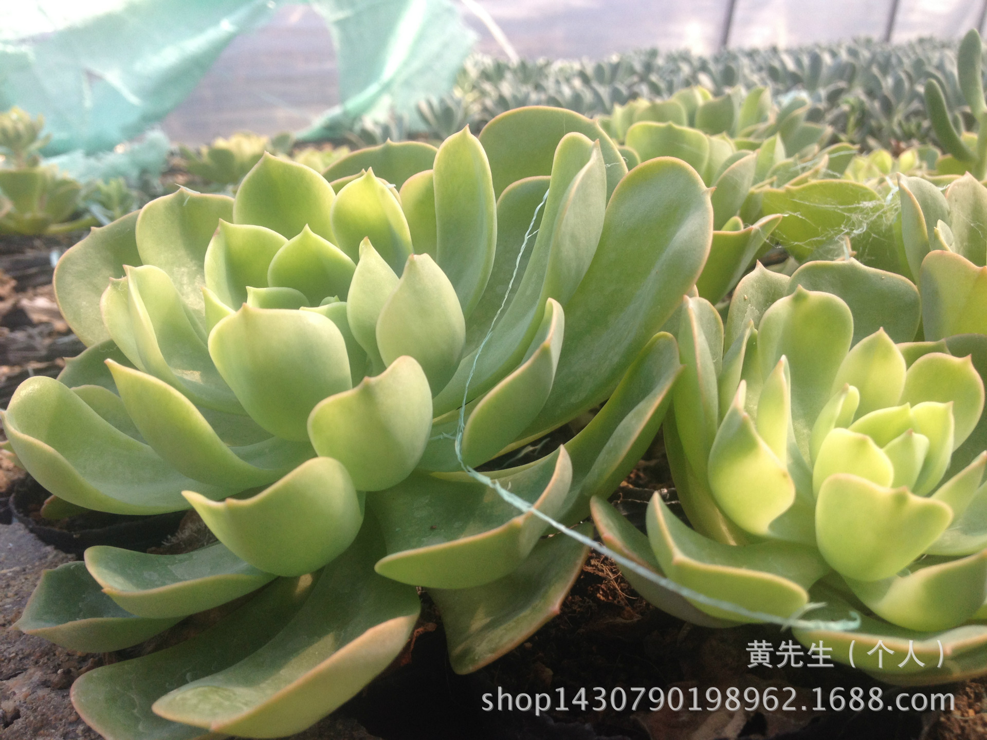 多肉植物玉蝶图片-多肉植物玉蝶养殖技术|多肉