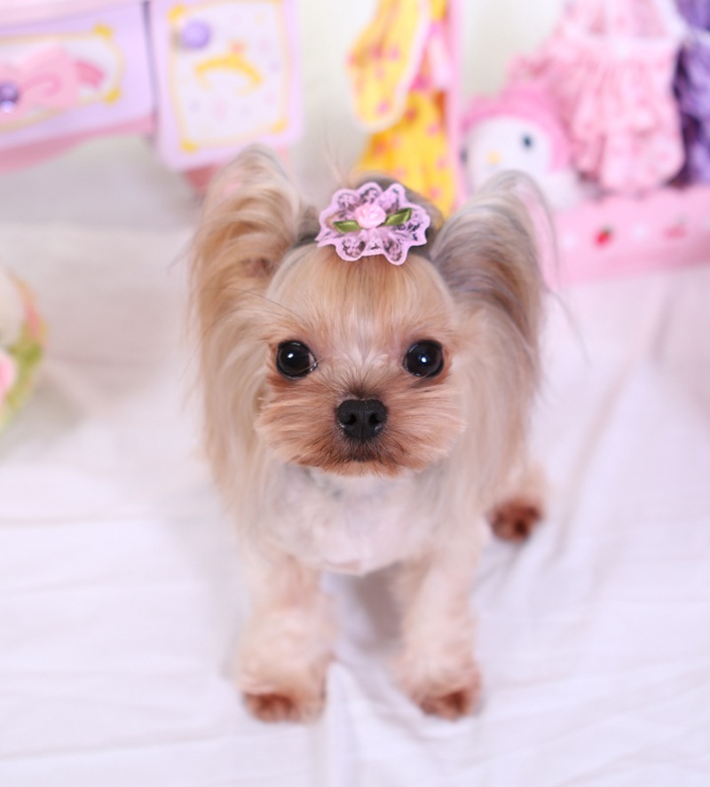 宠物饰品 狗狗蕾丝小花发夹饰品头饰 泰迪宠物用品 宠物头花