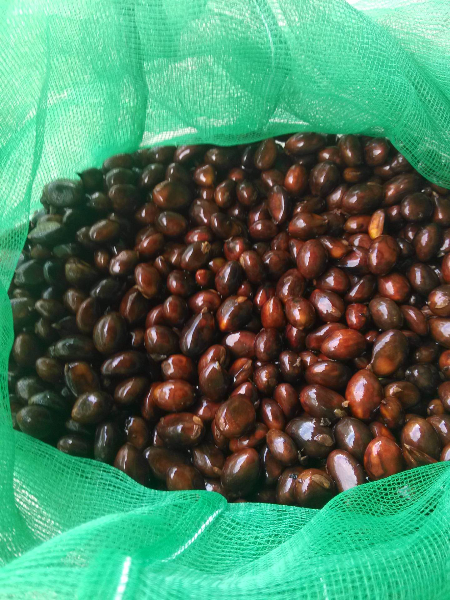 福建云霄枇杷籽种苗早钟六号枇杷种子大钟琵琶籽预售款3月份发货