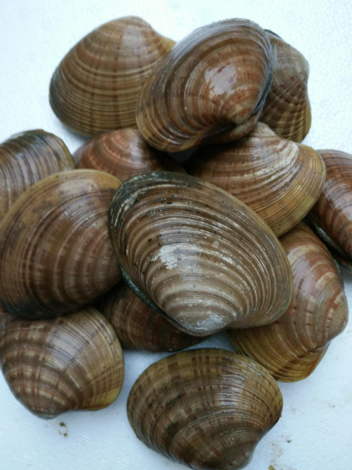 全国供应鲜活海鲜水产批发 黄金贝 鸟贝 日月贝 鲜活贝类批发