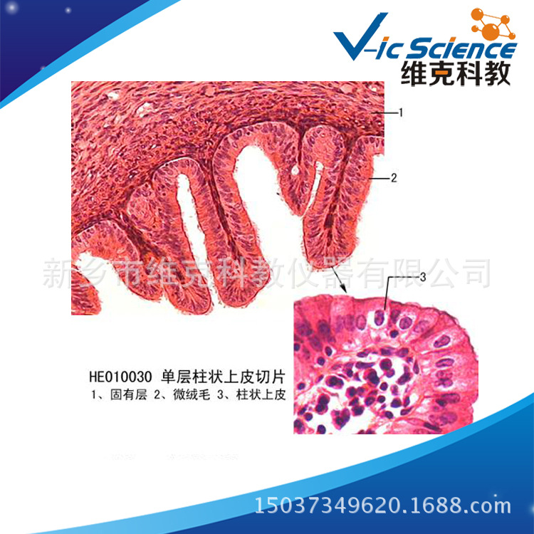 膀胱组织切片结构图片