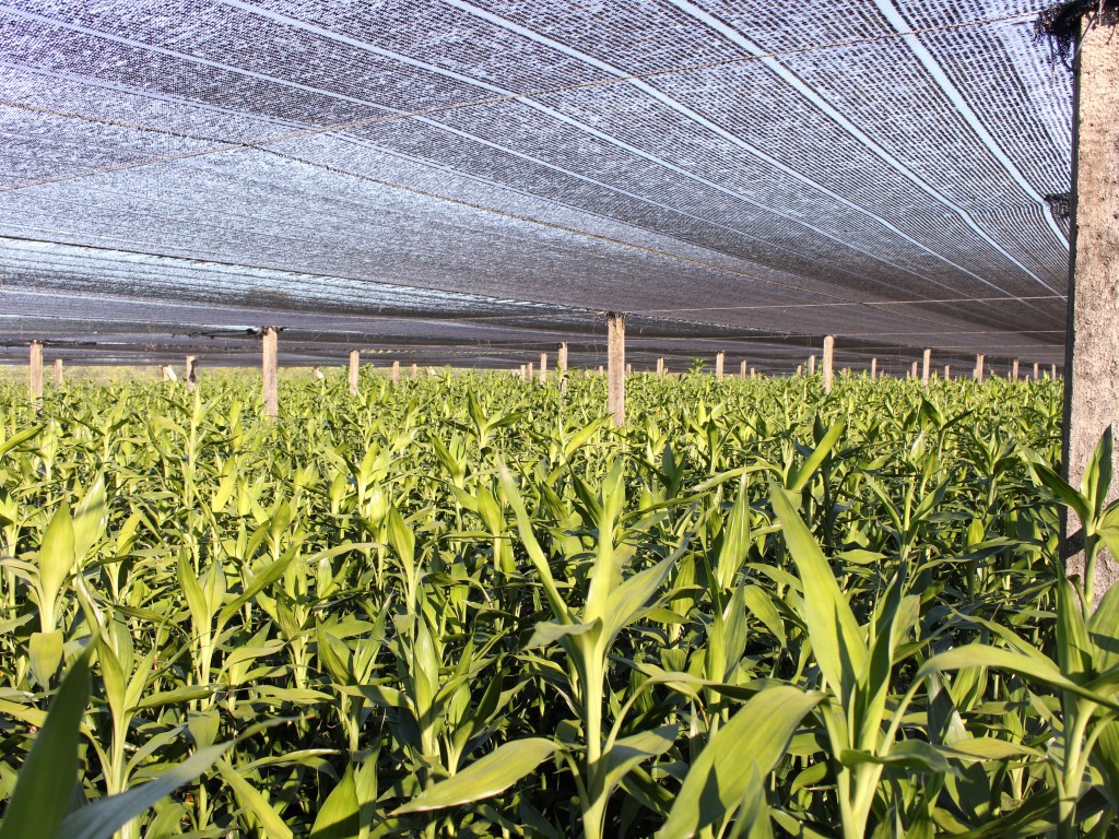 海南基地直批 青叶富贵竹批发 水培 60cm