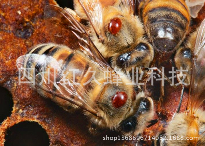 蜂螨 防治意蜜蜂群大小蜂螨 螨虫 加强型蜂螨药 螨扑