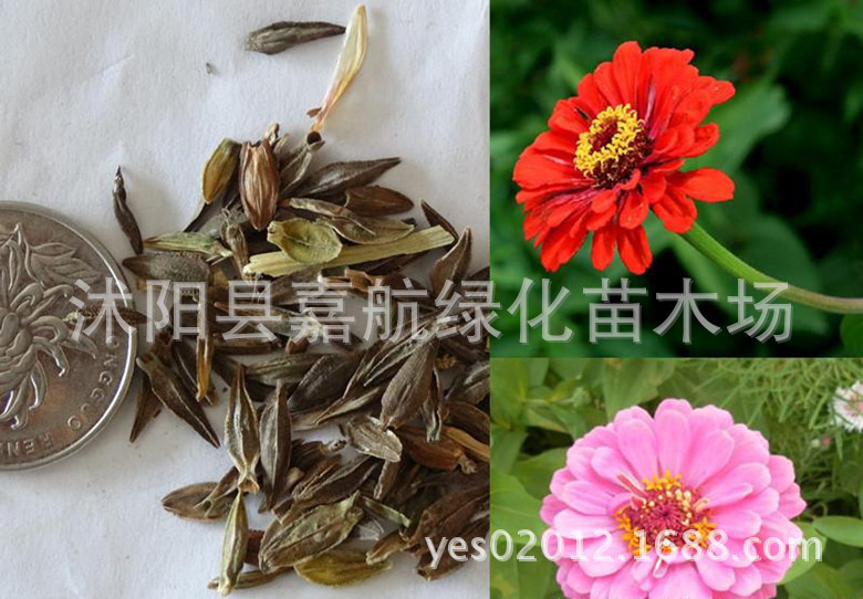 家庭园艺,阳台菜园,花圃苗圃生产是否进口否分类家庭园艺用花种子种类