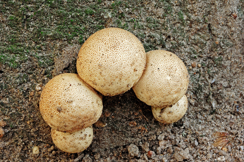 马勃提取物现货包邮