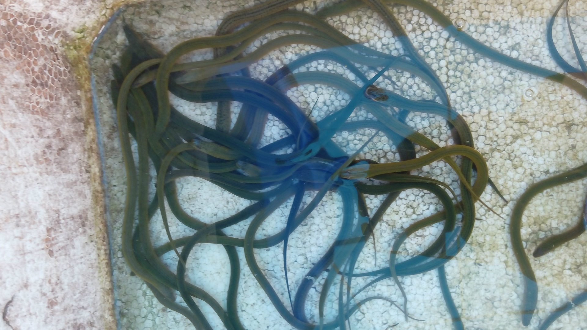 供应黄鳝鱼苗 - 泥鳅苗_台湾泥鳅_台湾泥鳅苗_广东泥鳅鱼苗_台湾泥鳅